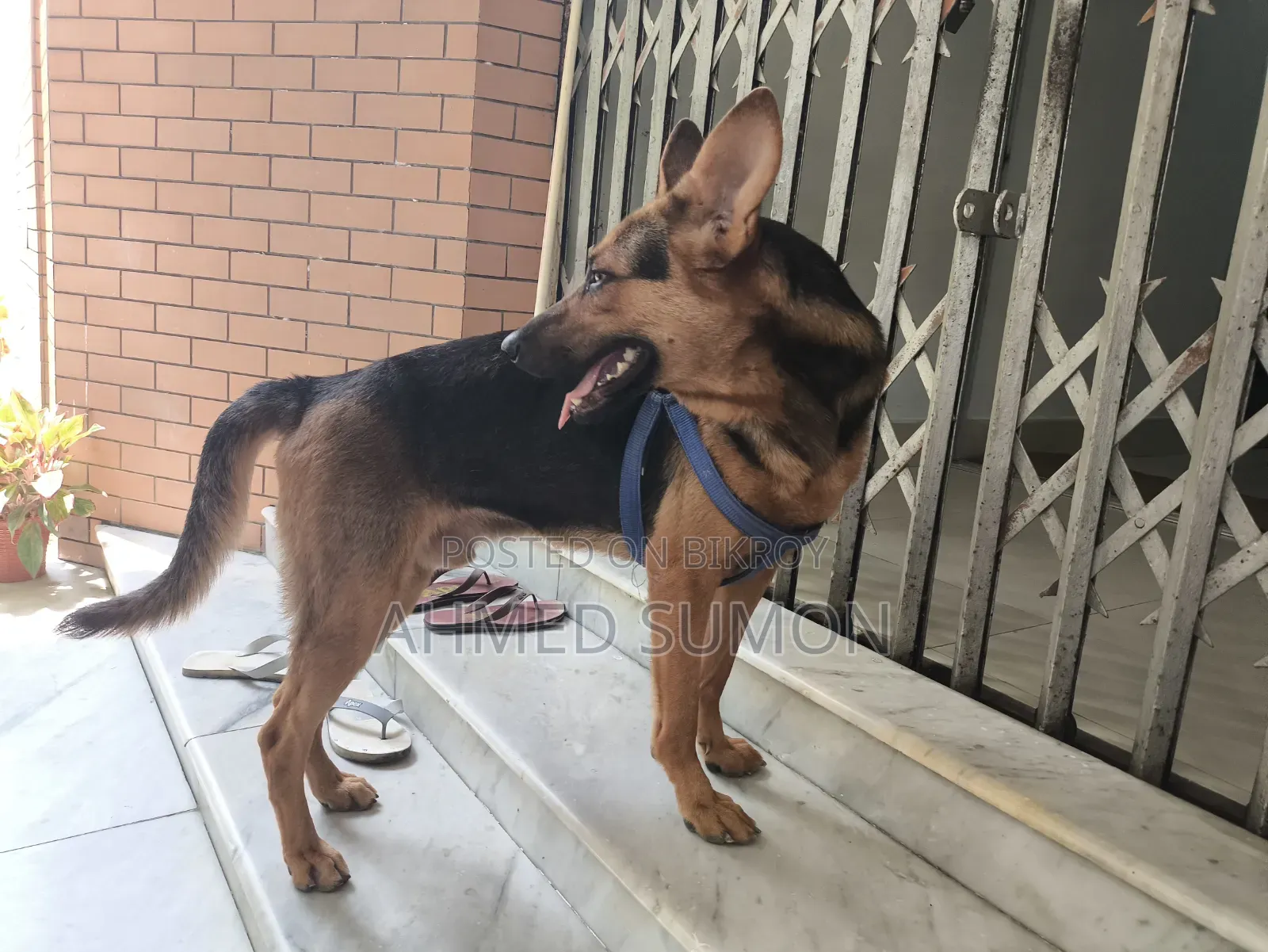 6-12 Months Male Mixed Breed German Shepherd