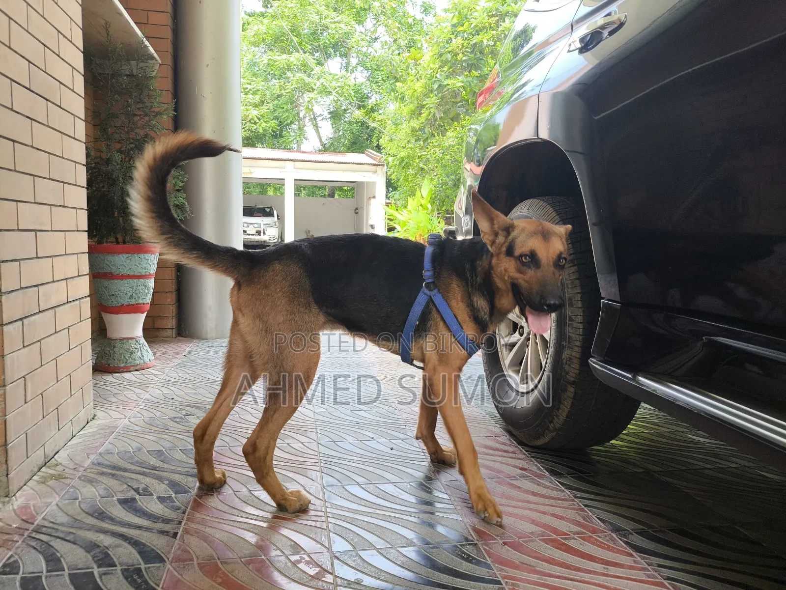 6-12 Months Male Mixed Breed German Shepherd