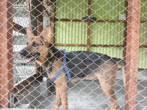 6-12 Months Male Mixed Breed German Shepherd