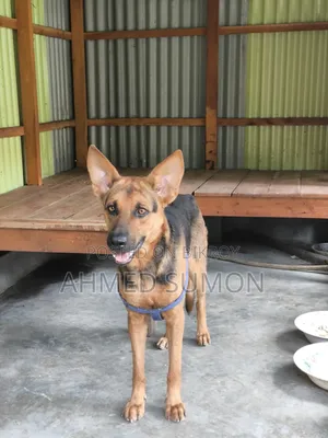 6-12 Months Male Mixed Breed German Shepherd