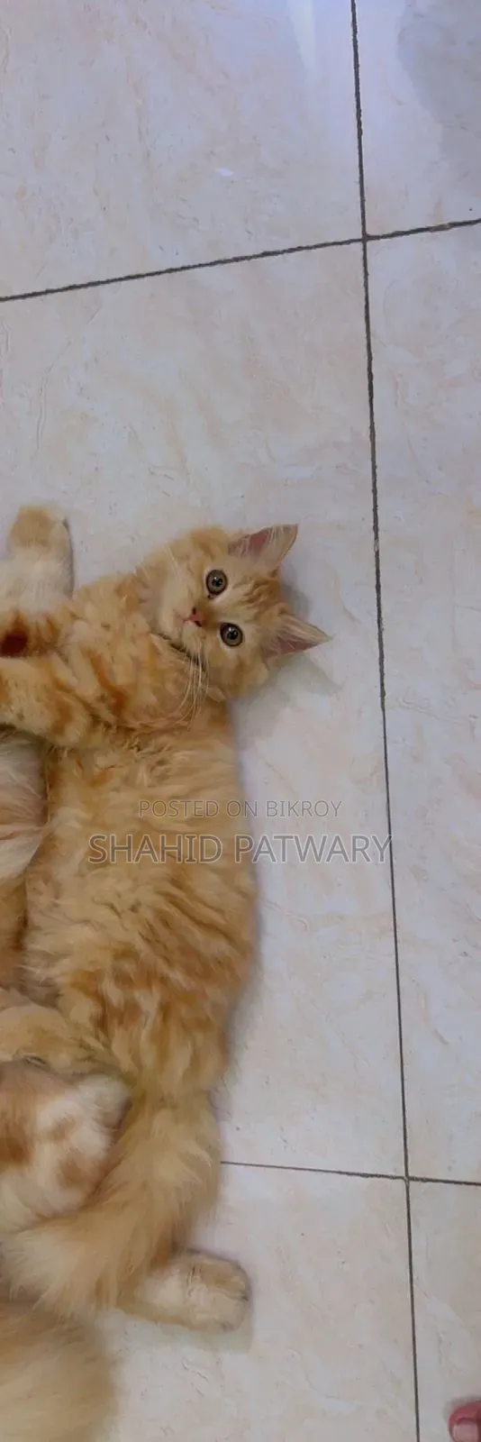 6-12 Months Female Purebred Persian