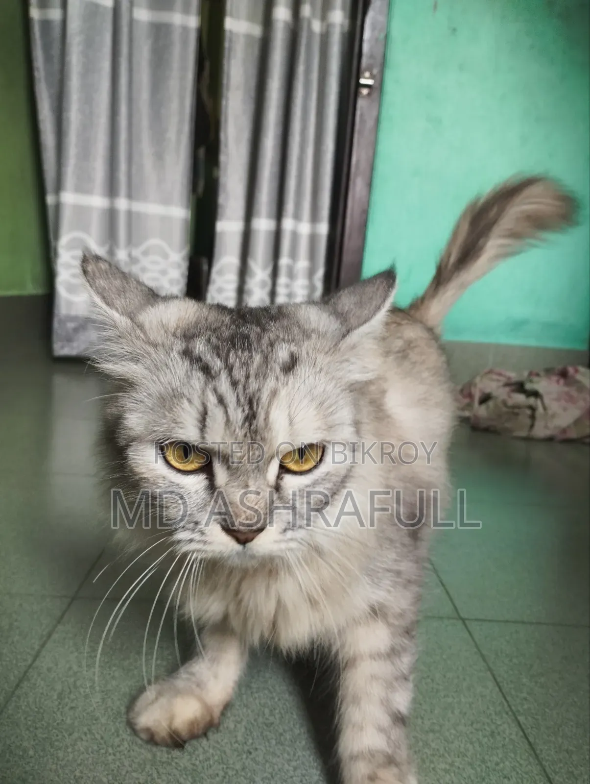 6-12 Months Female Purebred Persian