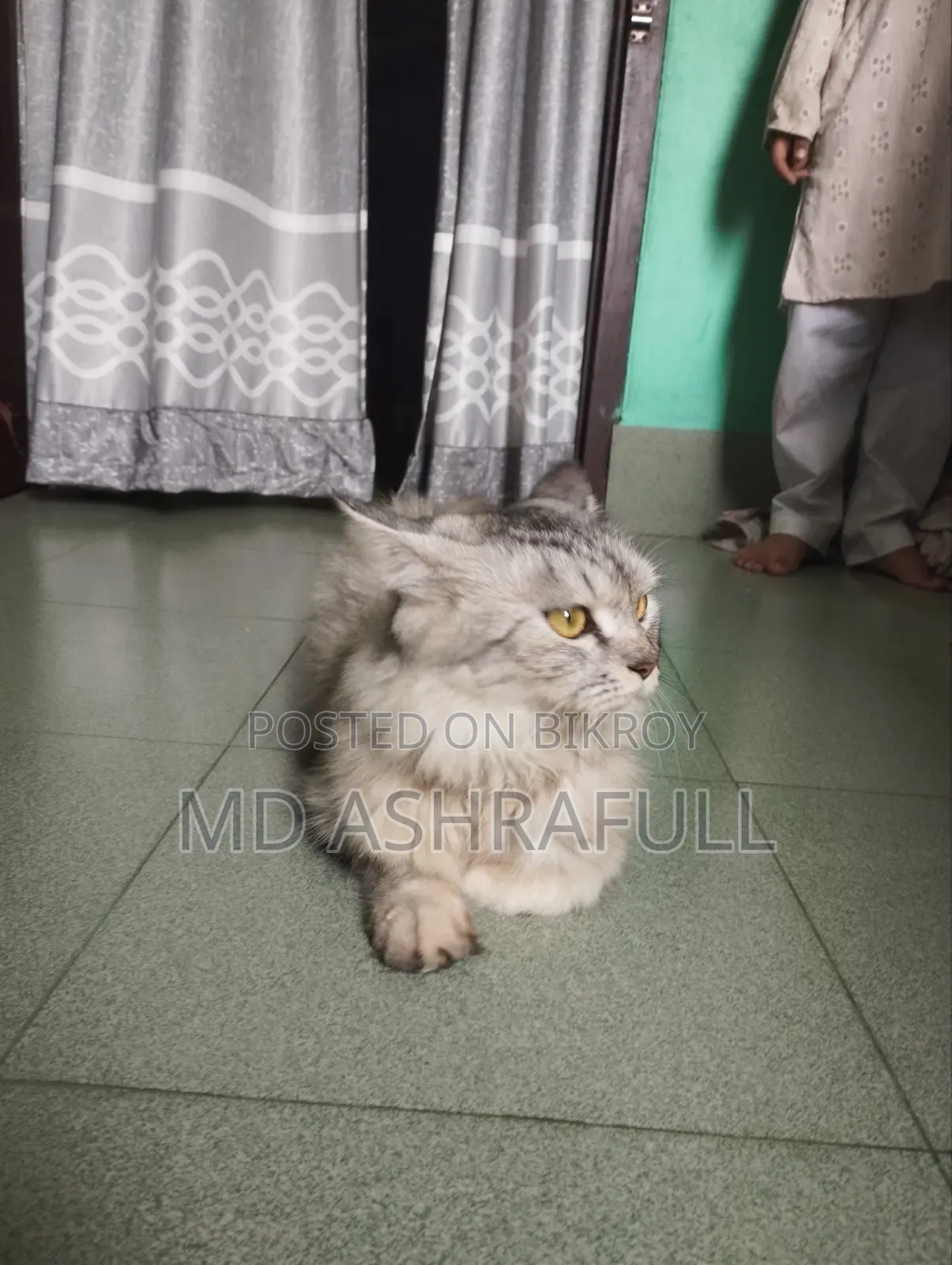 6-12 Months Female Purebred Persian