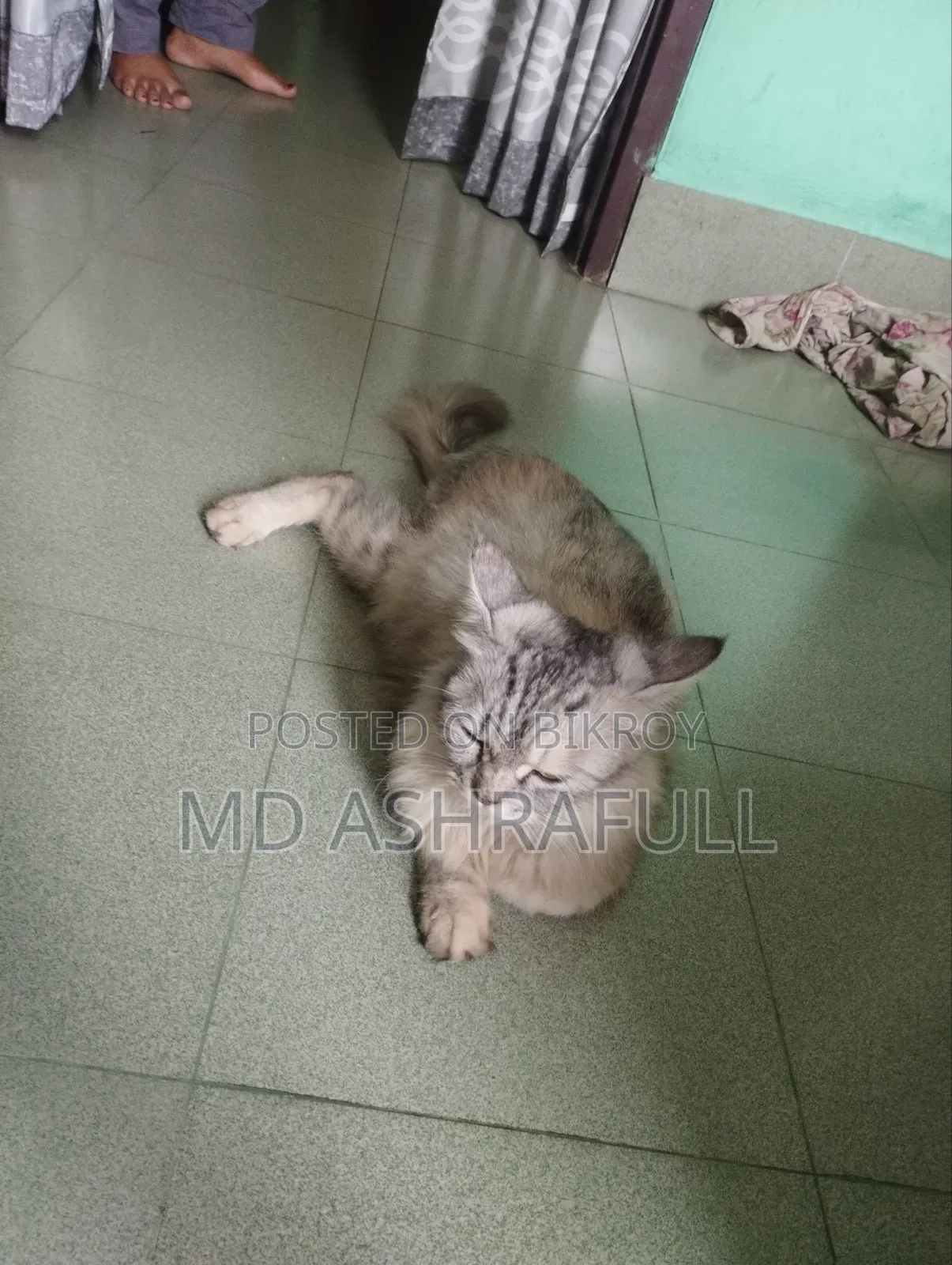 6-12 Months Female Purebred Persian