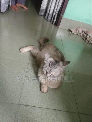 6-12 Months Female Purebred Persian