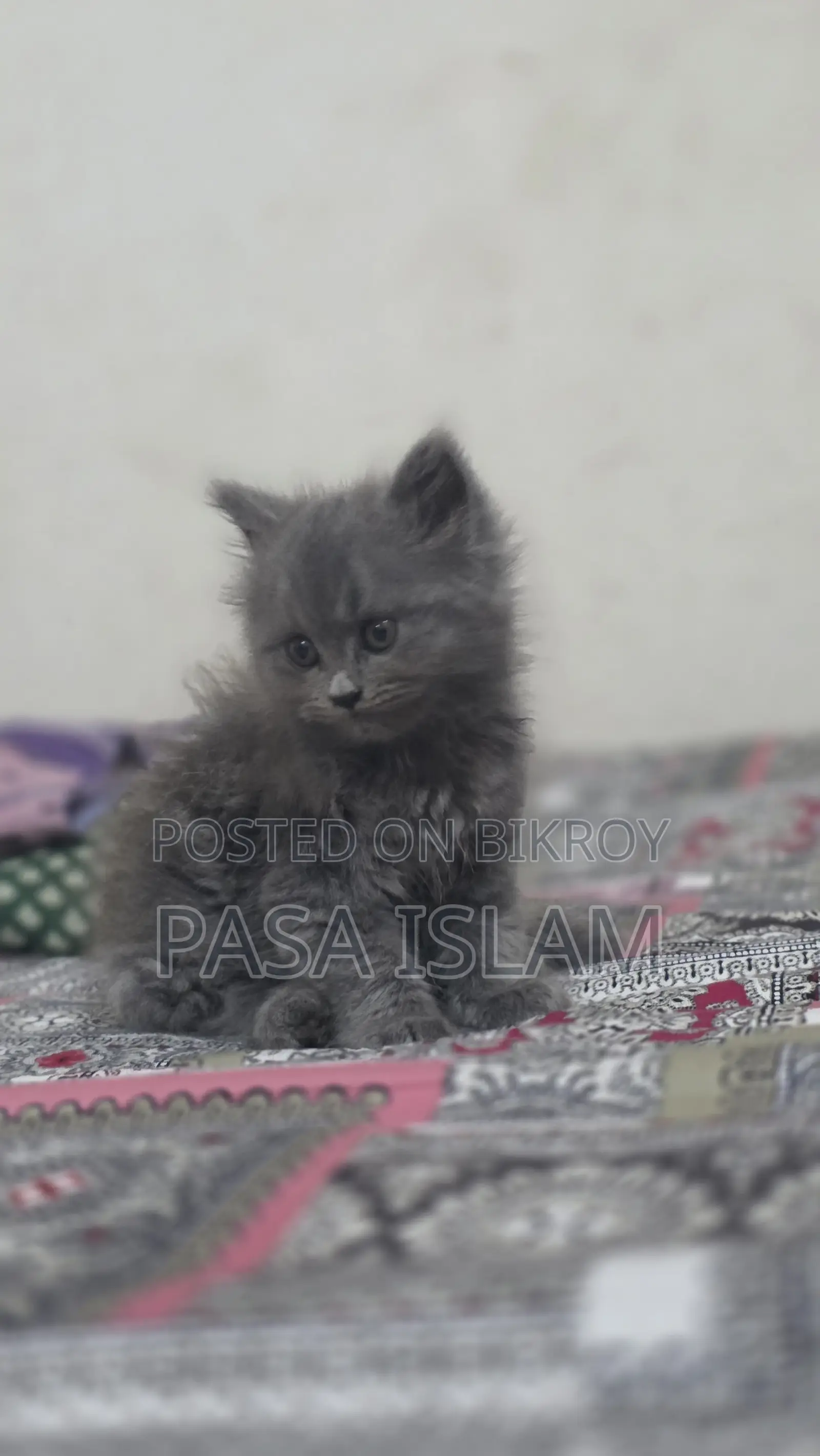 1-3 Months Male Purebred Persian