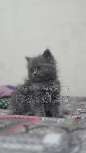 1-3 Months Male Purebred Persian