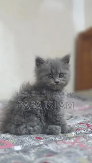 1-3 Months Male Purebred Persian