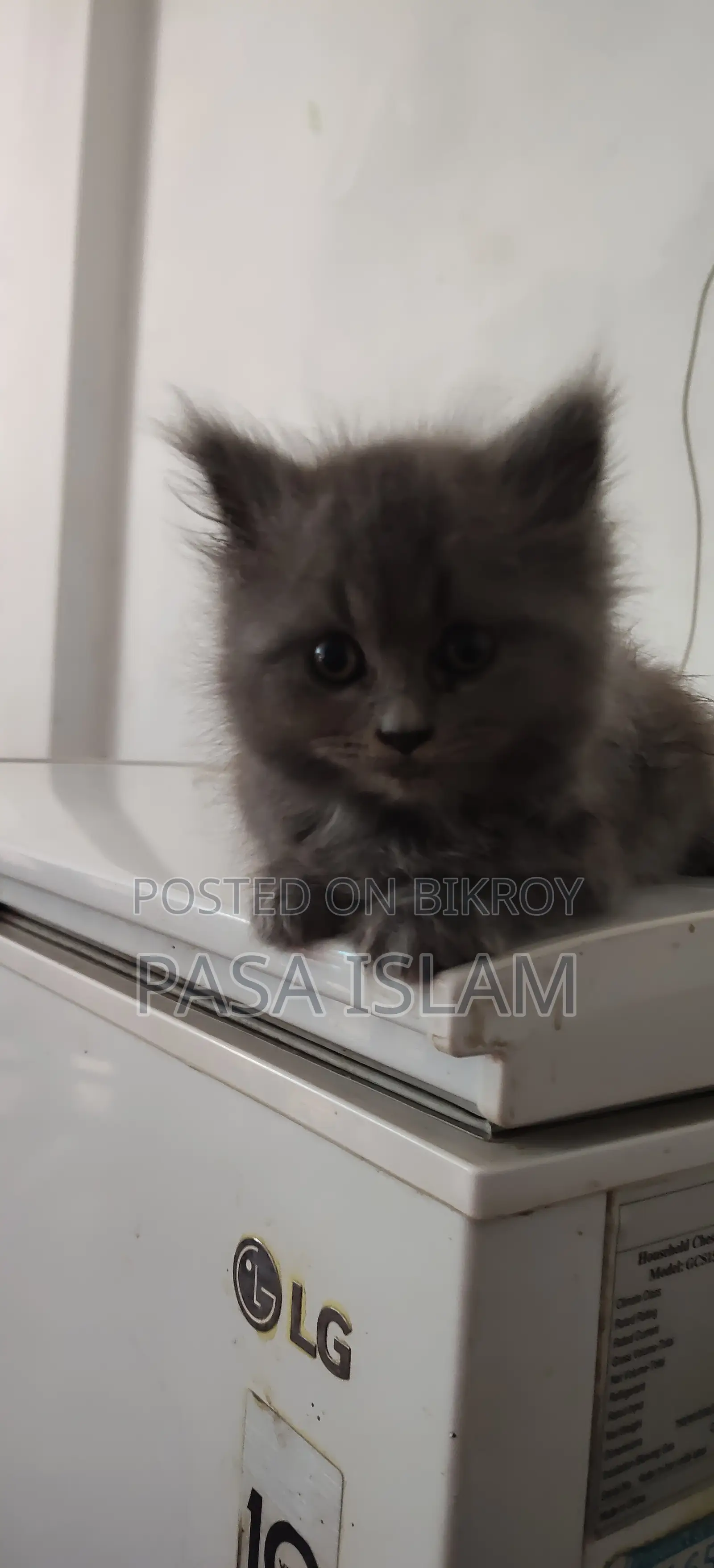 1-3 Months Male Purebred Persian