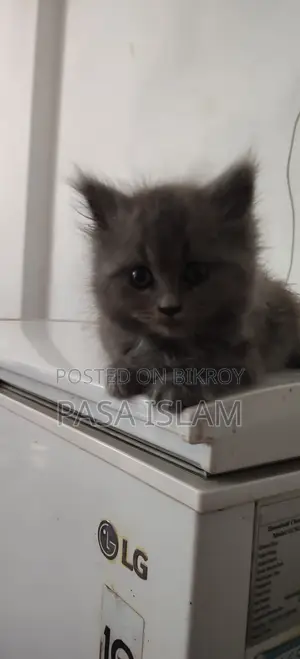1-3 Months Male Purebred Persian