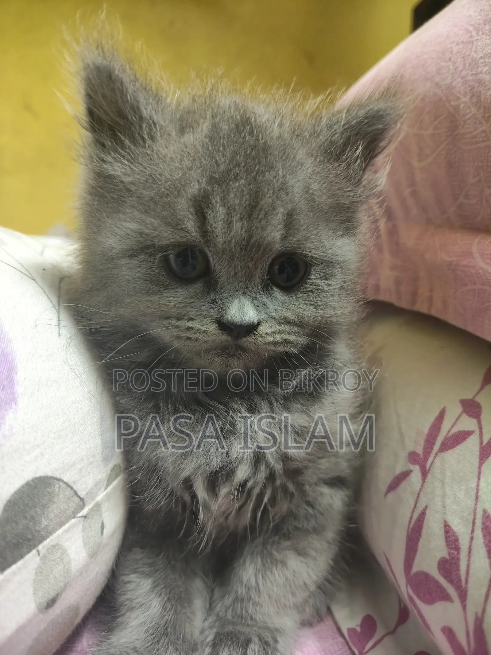 1-3 Months Male Purebred Persian