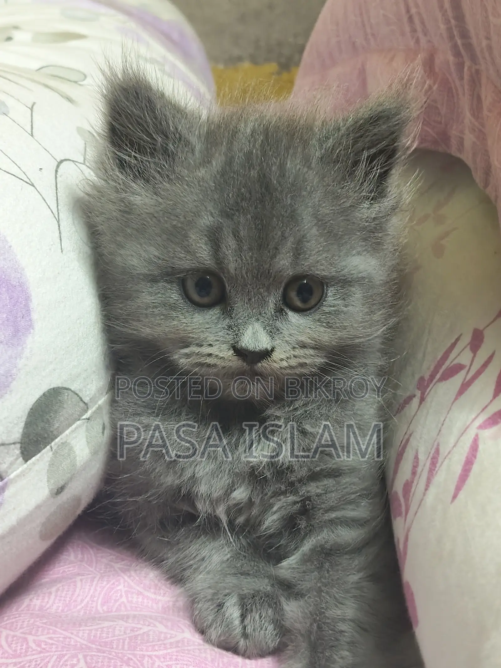 1-3 Months Male Purebred Persian