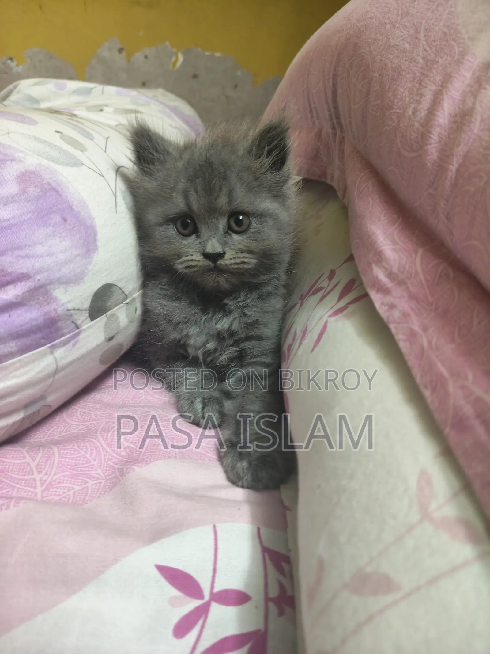 1-3 Months Male Purebred Persian