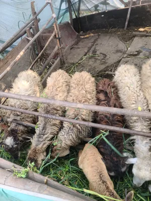 Sheep for Sale