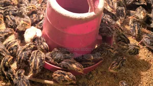Quail Chicks For Sale