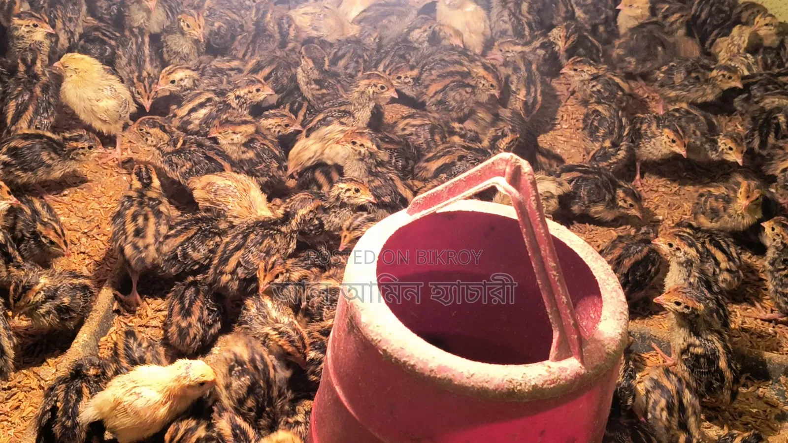 Quail Chicks For Sale