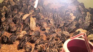Quail Chicks For Sale