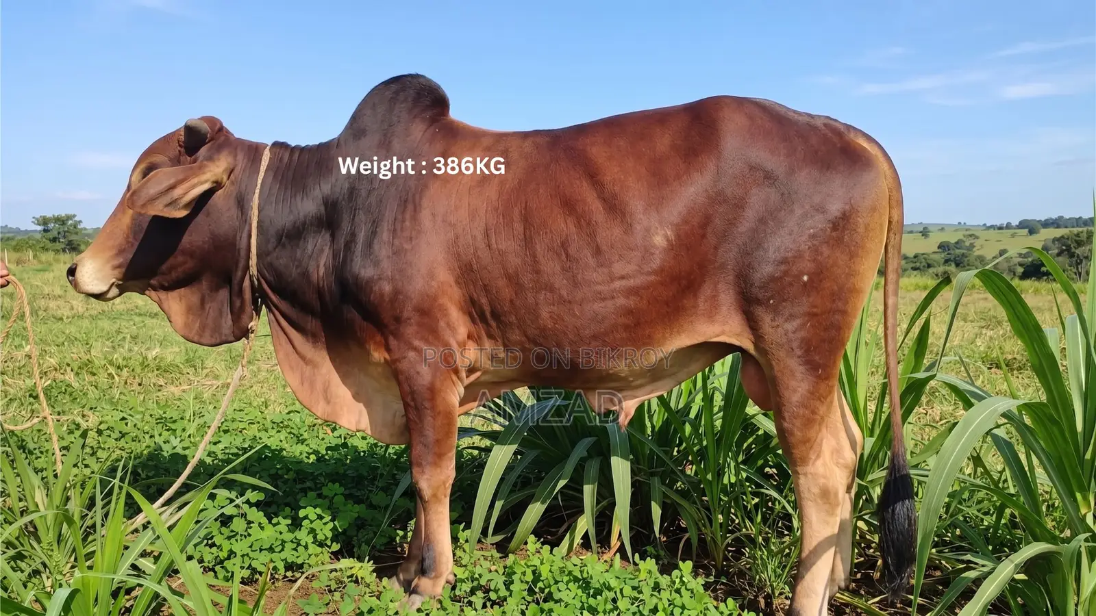 Sahiwal Breed Bull for Sale