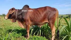 Sahiwal Breed Bull for Sale