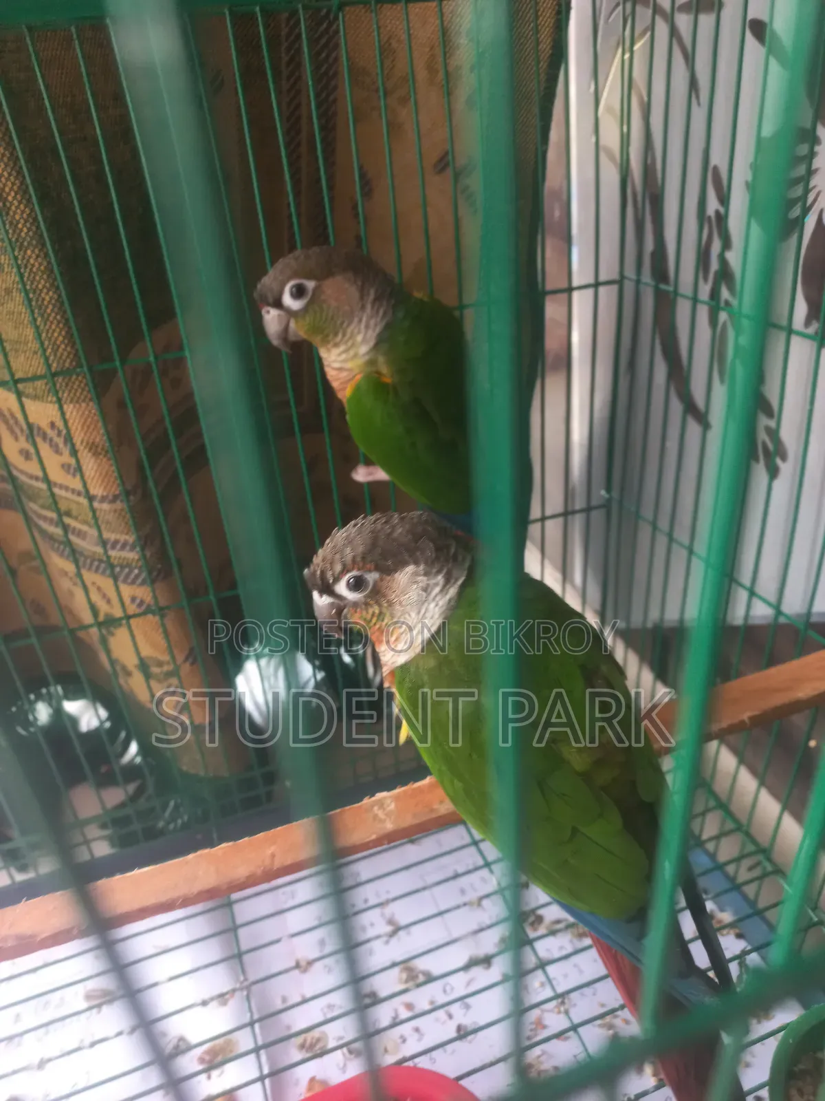Yellow Sided Conure Team