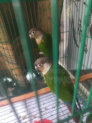 Yellow Sided Conure Team