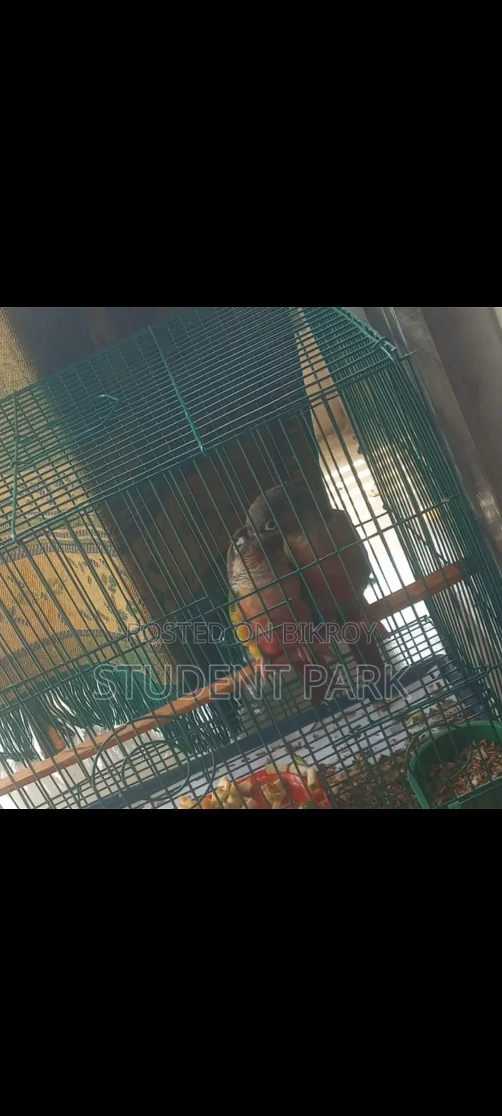 Yellow Sided Conure Team