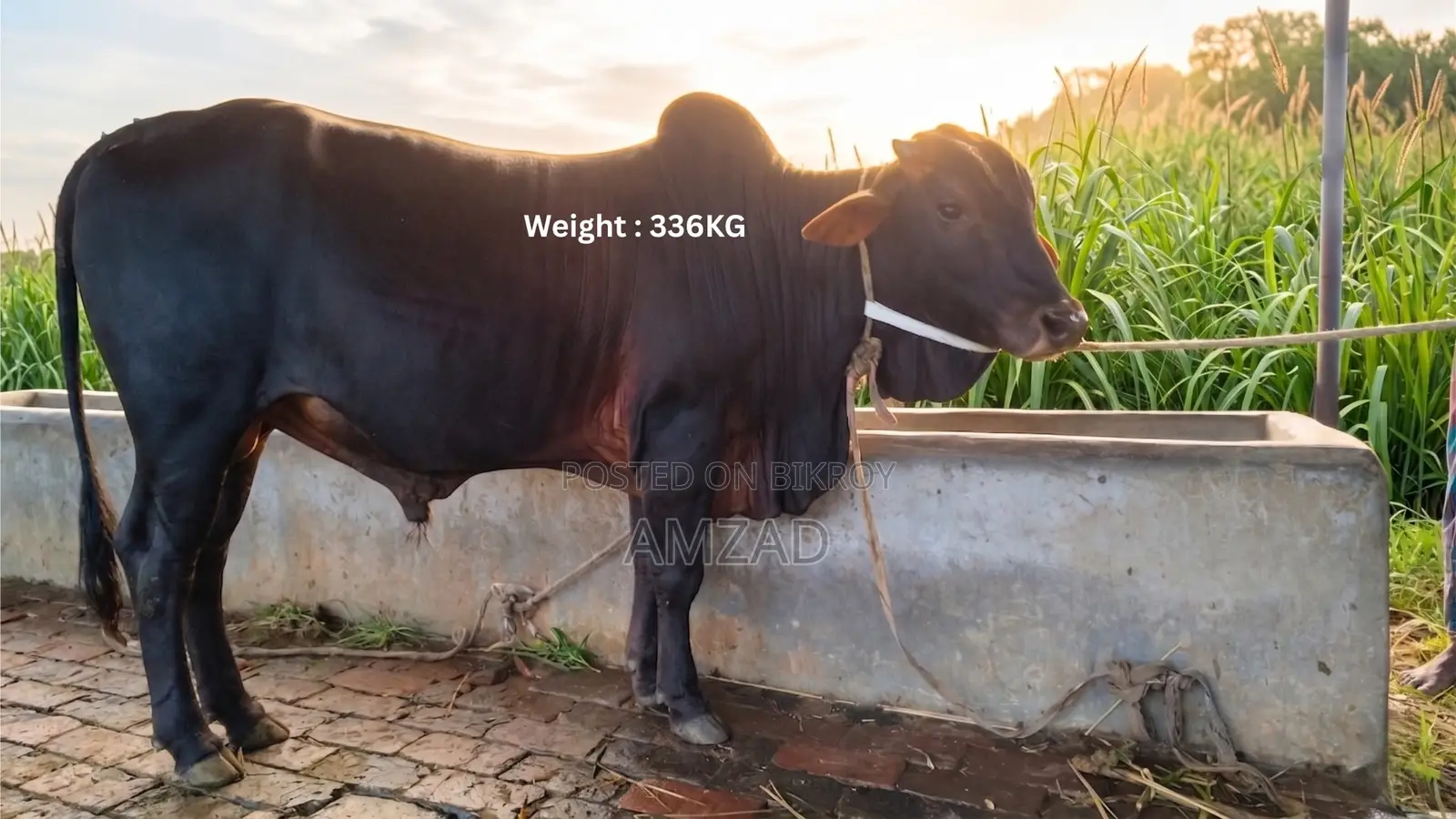 Sahiwal Breed Bull for Sale