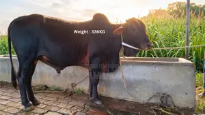 Sahiwal Breed Bull for Sale
