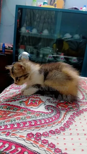 ১-৩ মাস বয়সী ফিমেল মিক্সড ব্রিড পার্সিয়ান
