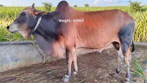 Sahiwal Breed Bull for Sale
