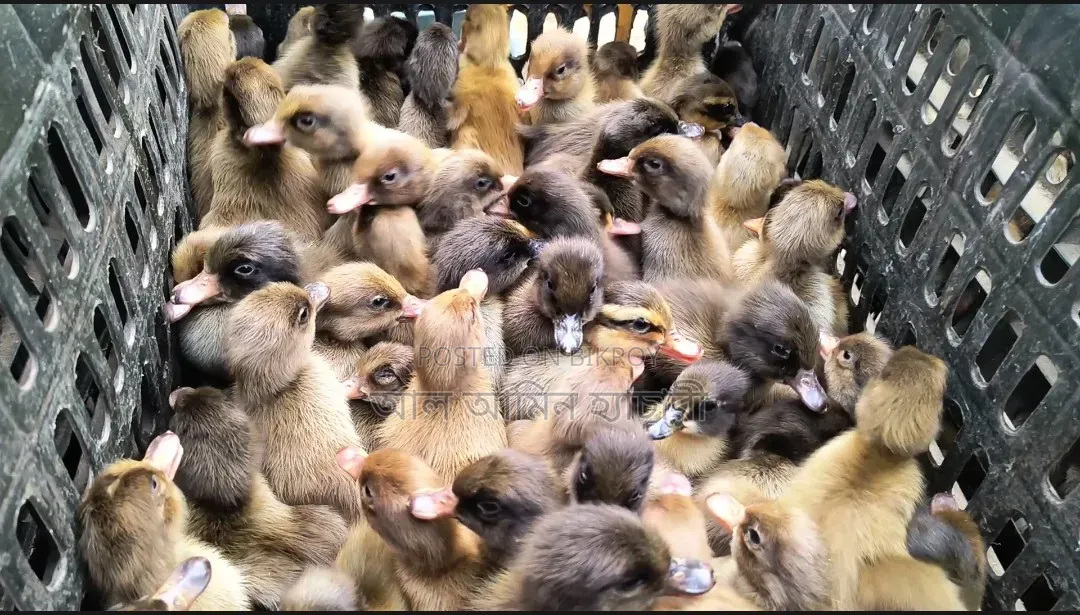 Male and Female Ducklings for Sale with 100% Guarantee!