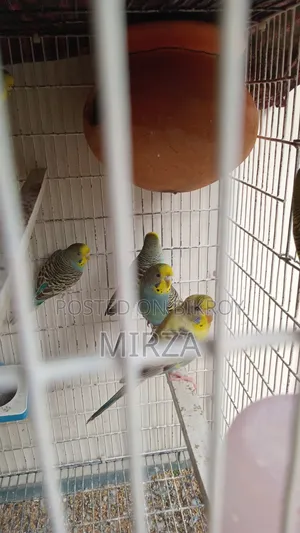 Budgerigar Birds