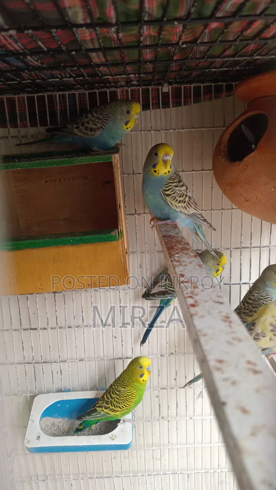 Budgerigar Birds