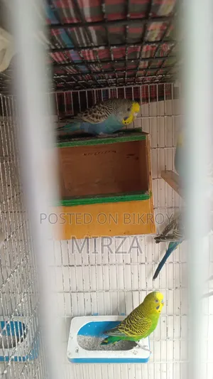 Budgerigar Birds