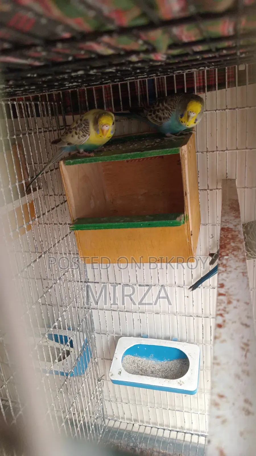 Budgerigar Birds