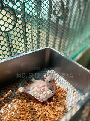 একপিস ভি পাইড কোকাটেল বাচ্চা সে*ল হবে
