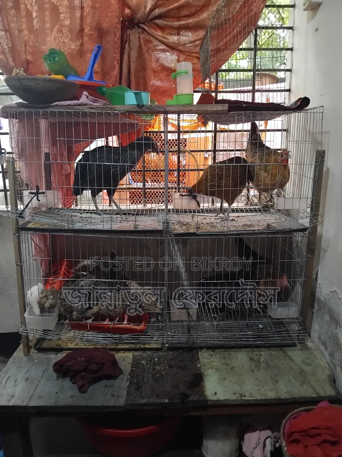 একটি খাচা বিক্রি করা হবে