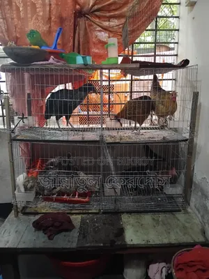 একটি খাচা বিক্রি করা হবে