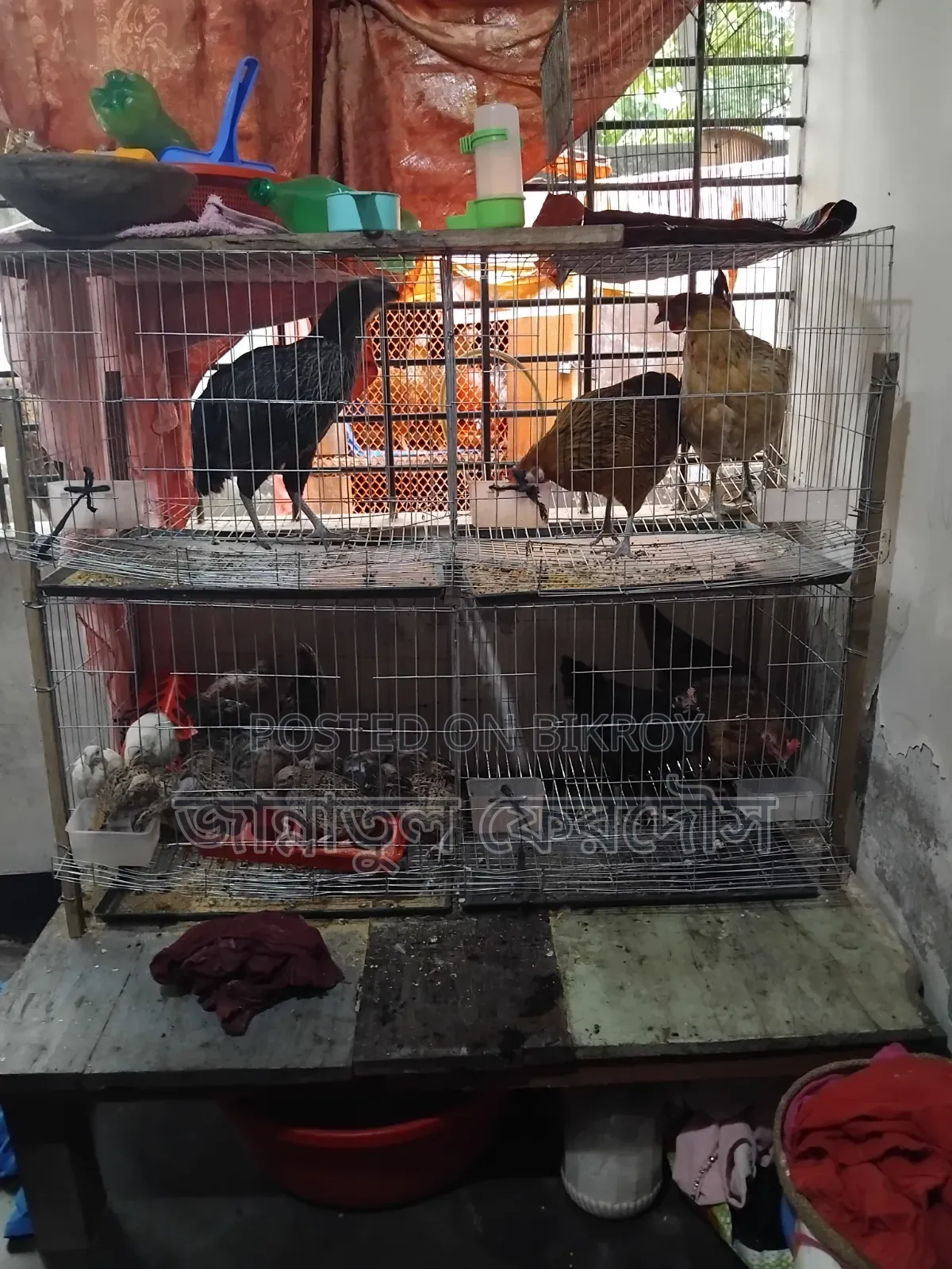 একটি খাচা বিক্রি করা হবে