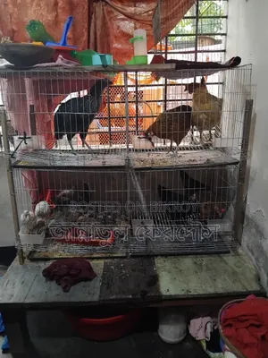 একটি খাচা বিক্রি করা হবে