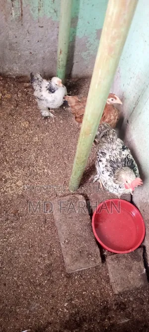 Brahma Chicken