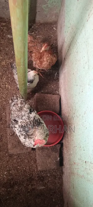 Brahma Chicken