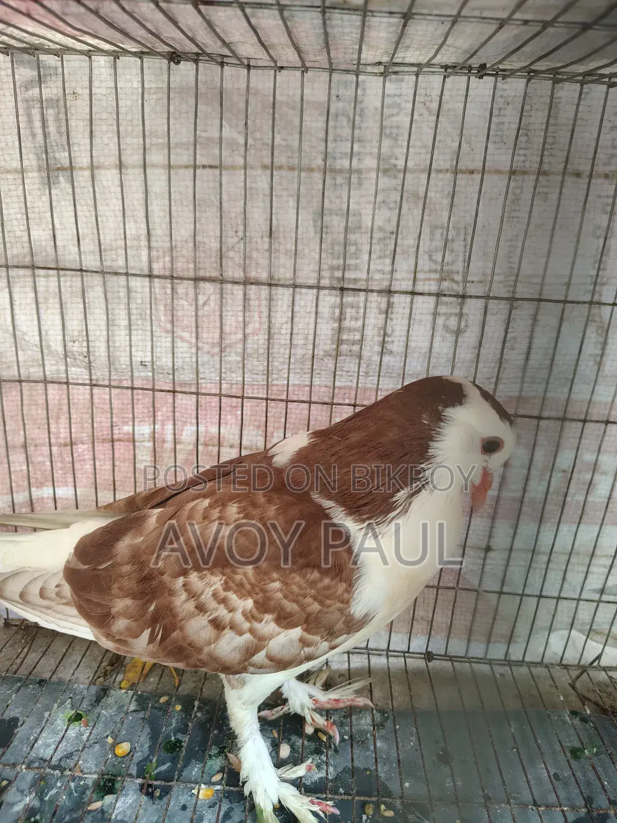 Siraji Pigeon