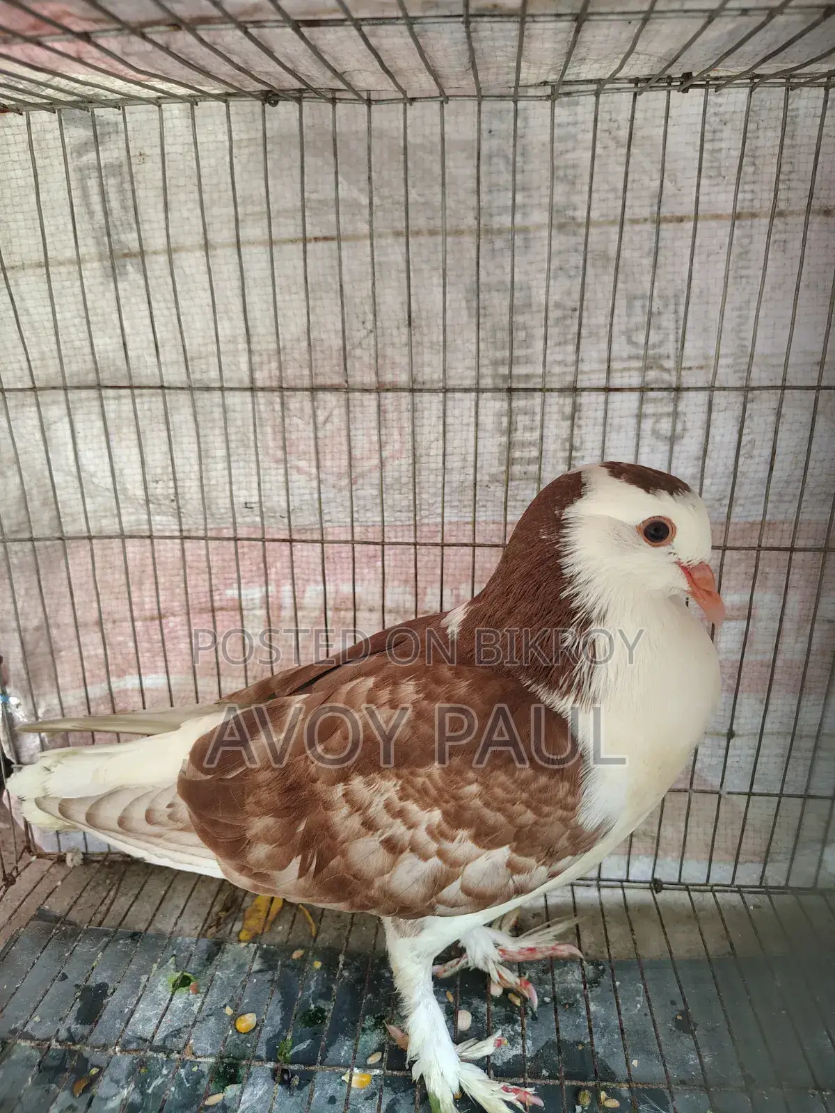 Siraji Pigeon