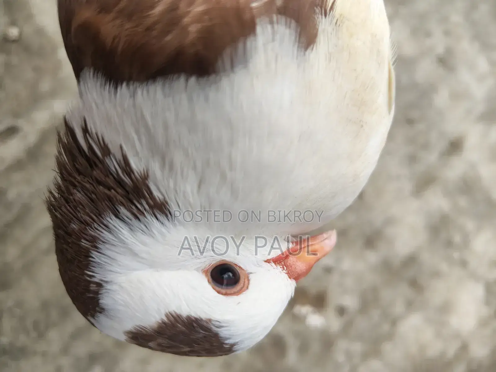 Siraji Pigeon