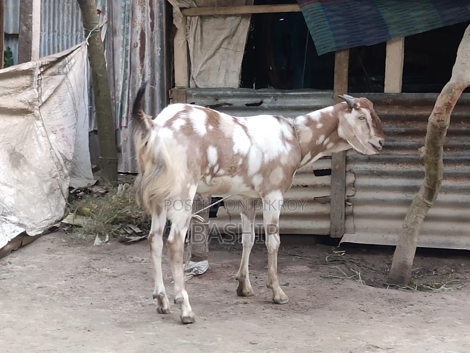 Qurbani Goat for Sale