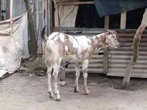 Qurbani Goat for Sale