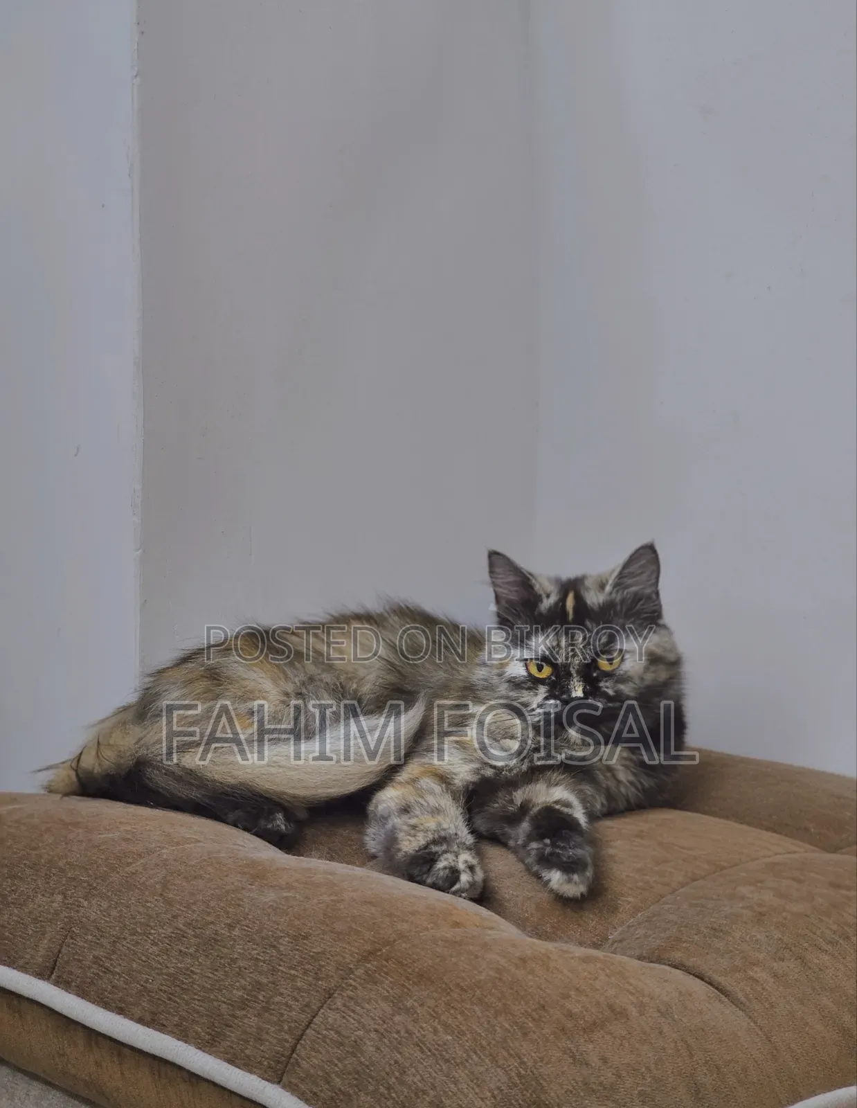 1+ Year Female Purebred Persian