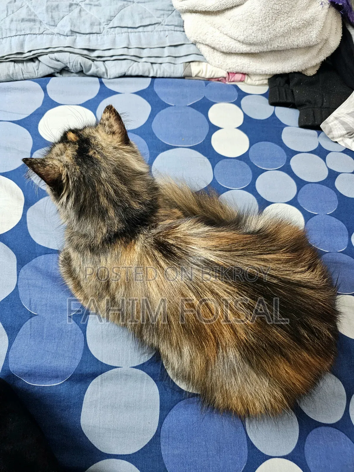 1+ Year Female Purebred Persian
