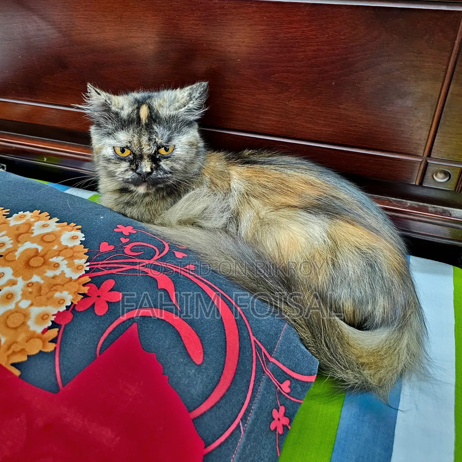 1+ Year Female Purebred Persian